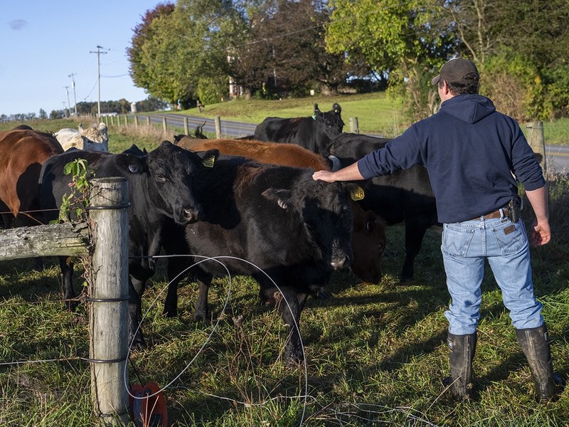 Student with cattle