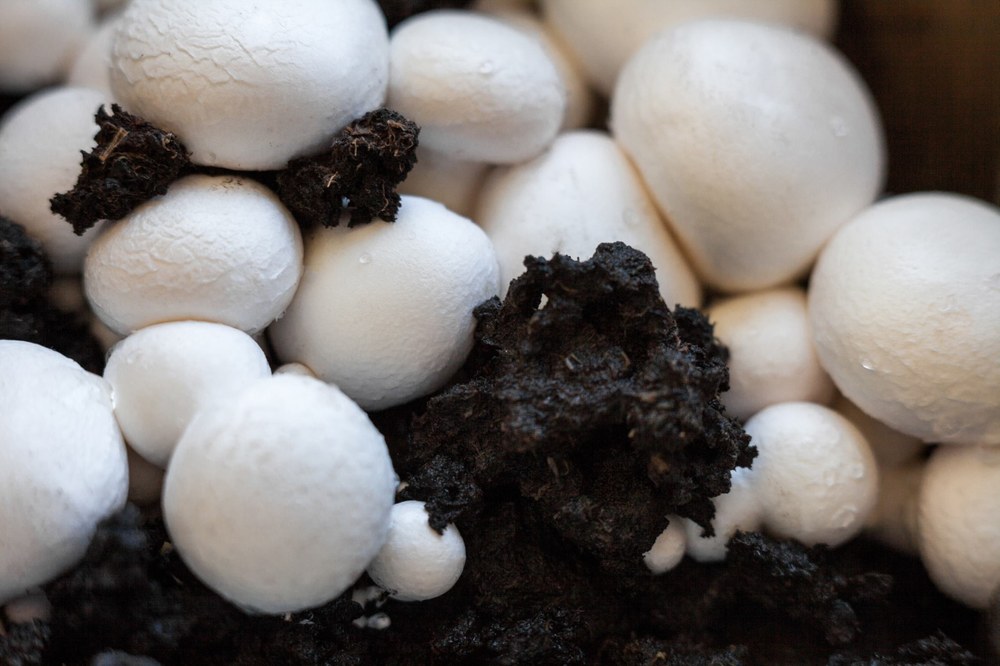 Managing Mushroom Pests Image credit: Bigstock